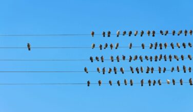 Veel vogels zitten op verschillende elektriciteitslijnen. Een vogel zit apart.