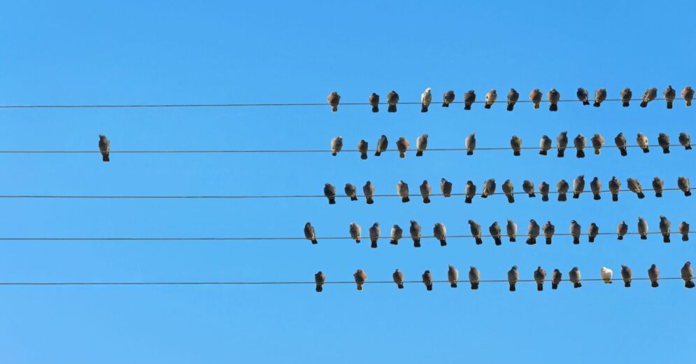 Veel vogels zitten op verschillende elektriciteitslijnen. Een vogel zit apart.